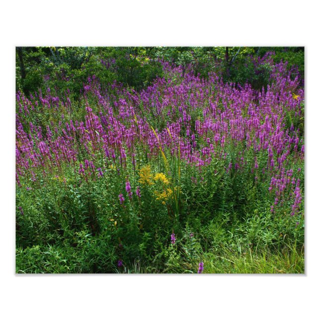 Wildblumen auf der Straße - Lila Loosestrife mit e Fotodruck (Vorne)