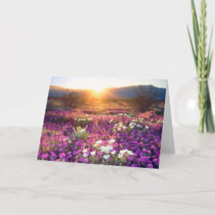 Wildblumen bei Sonnenuntergang Anza-Borrego-Wüst Karte