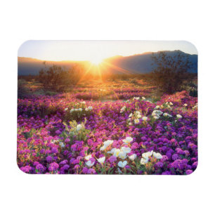 Wildblumen bei Sonnenuntergang   Wüste Anza-Borreg Magnet