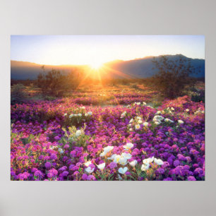 Wildblumen bei Sonnenuntergang   Wüste Anza-Borreg Poster