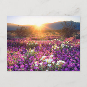 Wildblumen bei Sonnenuntergang   Wüste Anza-Borreg Postkarte