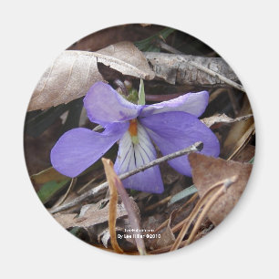 Wildblumen Birds-Foot Violet Hot Springs AR Gesche Magnet