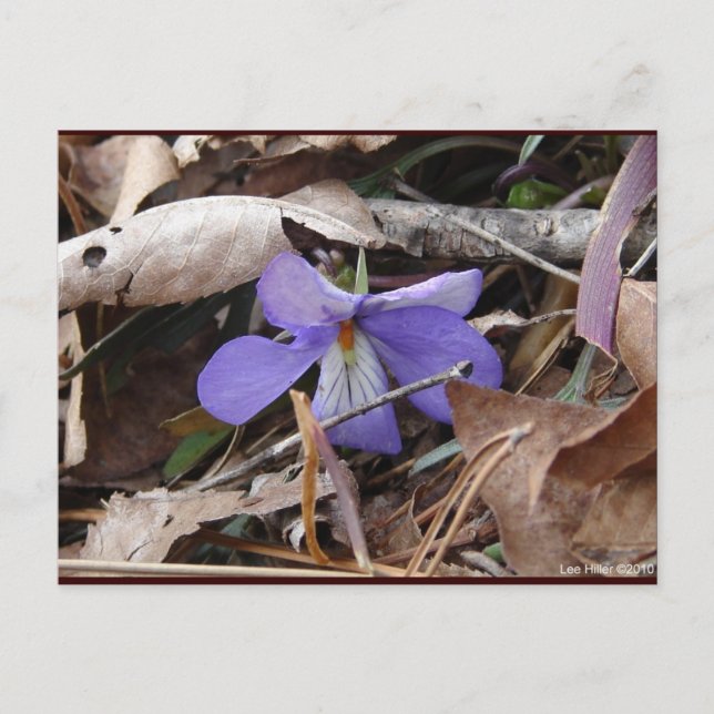 Wildblumen Birds-Foot Violet Hot Springs AR Gesche Postkarte (Vorderseite)