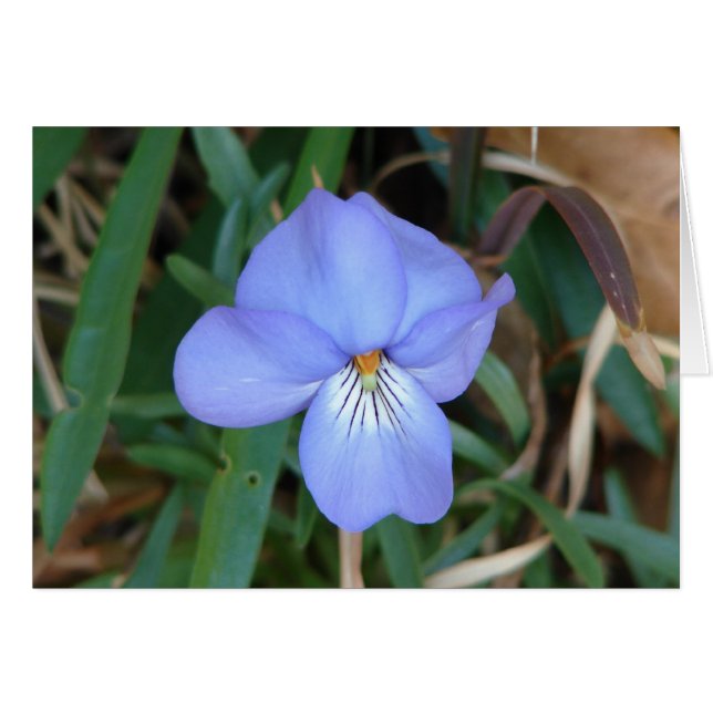 Wildblumen Birds-Foot Violet IV Hot Springs Gesche (Vorderseite (Horizontal))