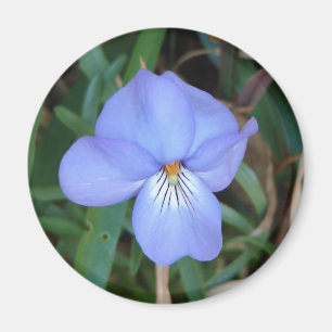 Wildblumen Birds-Foot Violet IV Hot Springs Gesche Magnet