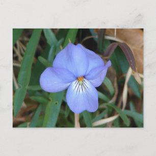 Wildblumen Birds-Foot Violet IV Hot Springs Gesche Postkarte