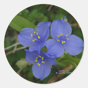 Wildblumen Blaue Spinnenpflanze Hot Springs AR Ges Runder Aufkleber