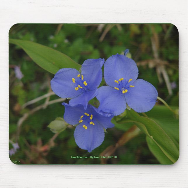 Wildblumen Blue Spiderwort Heiße Quellen AR Gesche Mousepad (Vorne)