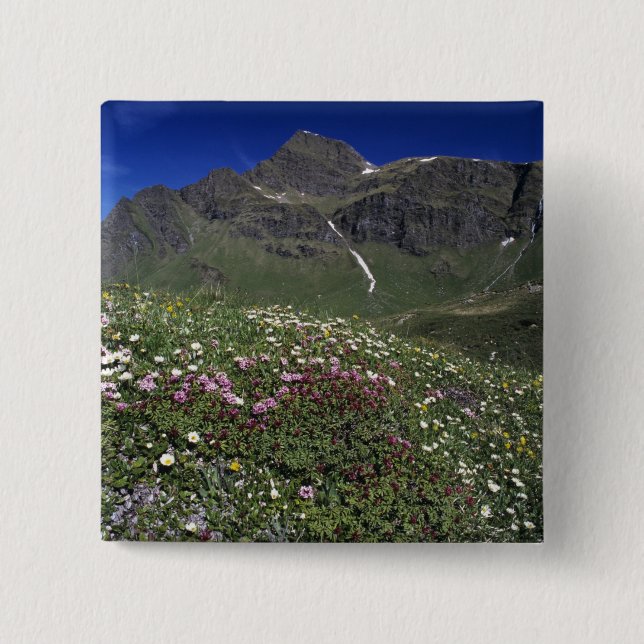 Wildblumen, blühend, Alpen, Schweiz Button (Vorderseite)
