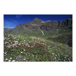 Wildblumen, blühend, Alpen, Schweiz Fotodruck