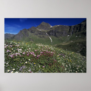 Wildblumen, blühend, Alpen, Schweiz Poster