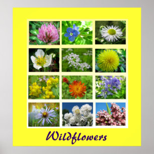 Wildblumen Blumenart Poster