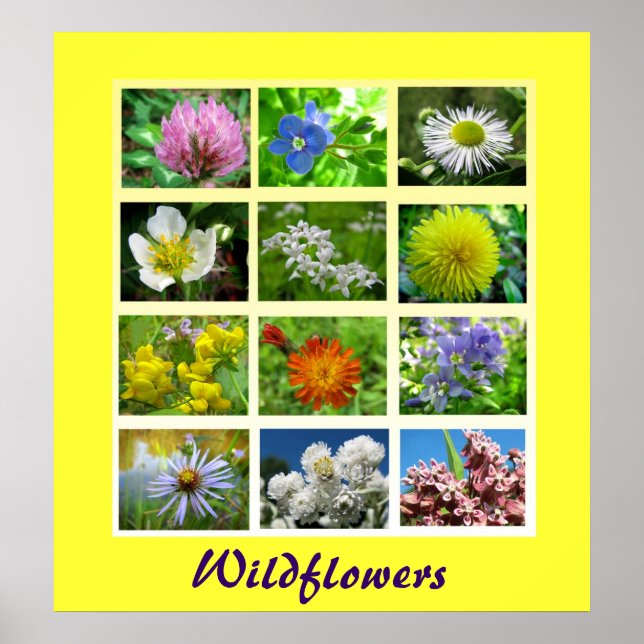 Wildblumen Blumenart Poster (Vorne)