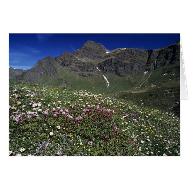 Wildblumen, Blüten, Alpen, Schweiz (Vorderseite (Horizontal))