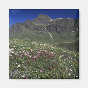 Wildblumen, Blüten, Alpen, Schweiz Magnet