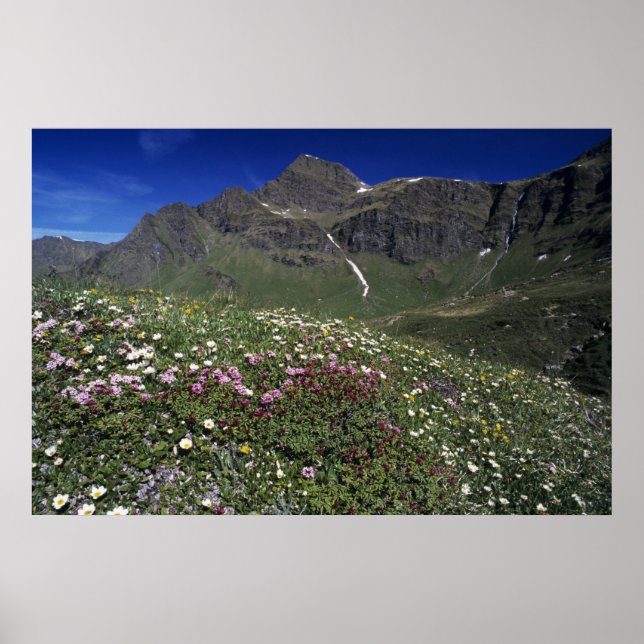 Wildblumen, Blüten, Alpen, Schweiz Poster (Vorne)