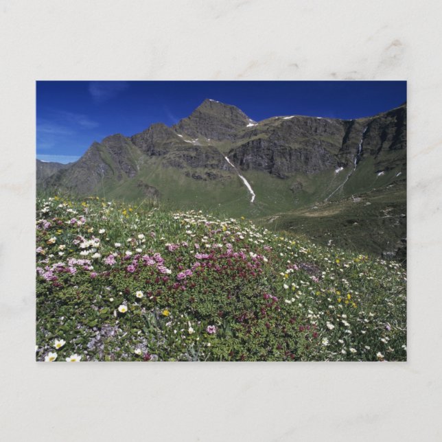 Wildblumen, Blüten, Alpen, Schweiz Postkarte (Vorderseite)