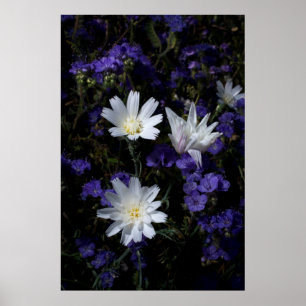Wildblumen Chicoros und Phacelia Poster