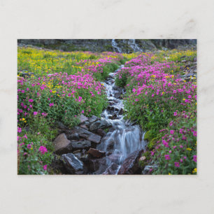 Wildblumen, Clements Mountain, Montana Postkarte