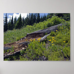 Wildblumen der gefallenen Bäume und Berge Poster