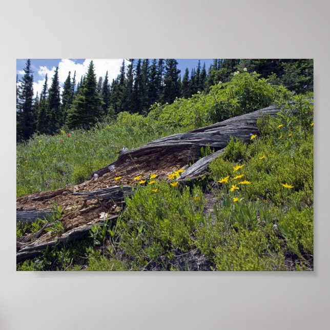 Wildblumen der gefallenen Bäume und Berge Poster (Vorne)