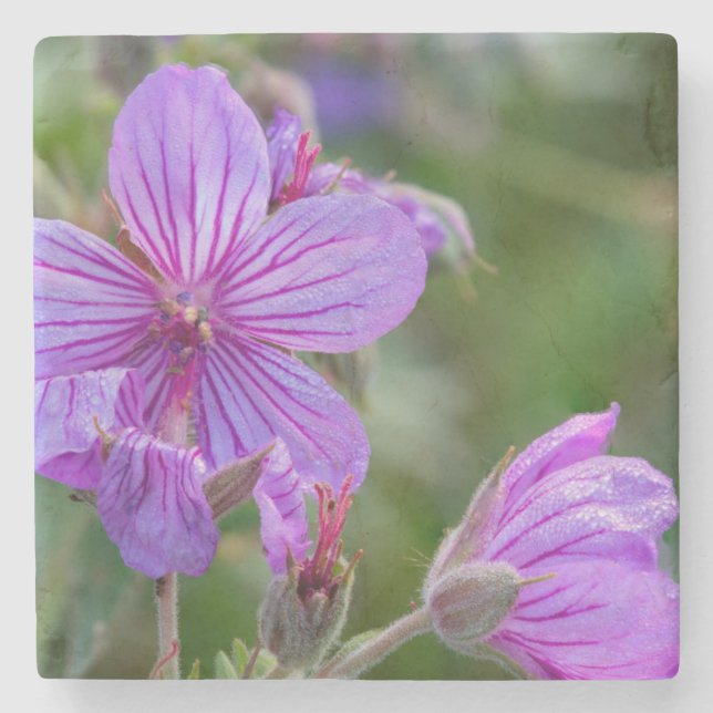 Wildblumen der klebrigen Pelargonie Steinuntersetzer (Vorderseite)