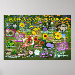 Wildblumen des Oklahoma-Posters 19v60 Poster