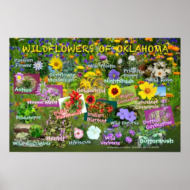 Wildblumen des Oklahoma-Posters 19v60 Poster (Vorne)