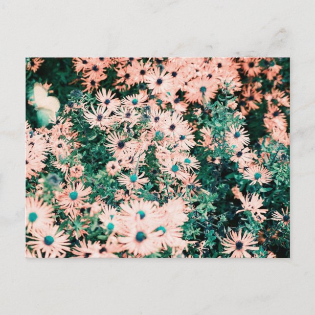 Wildblumen Einzigartige Farben Postkarte (Vorderseite)