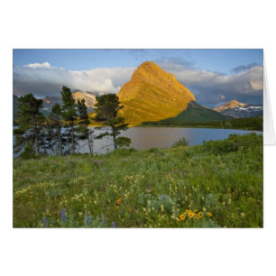 Wildblumen entlang des Swiftcurrent Lake in Many