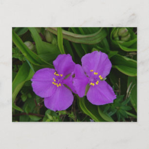 Wildblumen Fuchsia Spiderwort Geschenke Postkarte