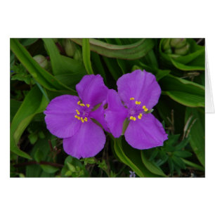 Wildblumen Fuchsia Spiderwort Heiße Federn Geschen