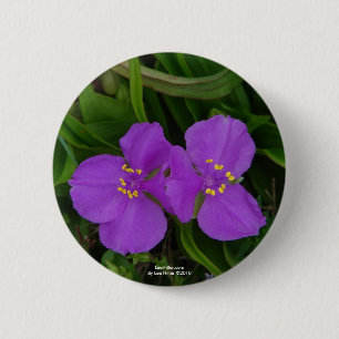 Wildblumen Fuchsia Spiderwort Heiße Federn Geschen Button