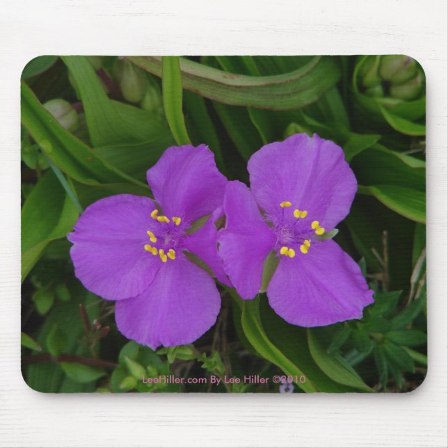 Wildblumen Fuchsia Spiderwort Heiße Federn Geschen Mousepad (Vorne)