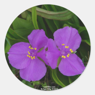 Wildblumen Fuchsien Dreimasterblume Hot Springs Ge Runder Aufkleber