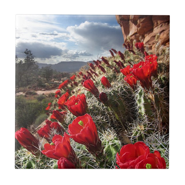 Wildblumen - Grand Canyon - Arizona Fliese (Vorderseite)