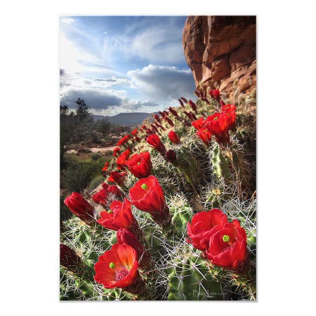Wildblumen - Grand Canyon - Arizona Fotodruck (Vorne)