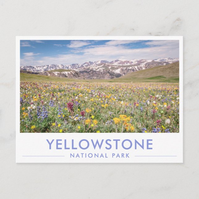 Wildblumen-Grußkarte Yellowstone-Nationalpark Postkarte (Vorderseite)