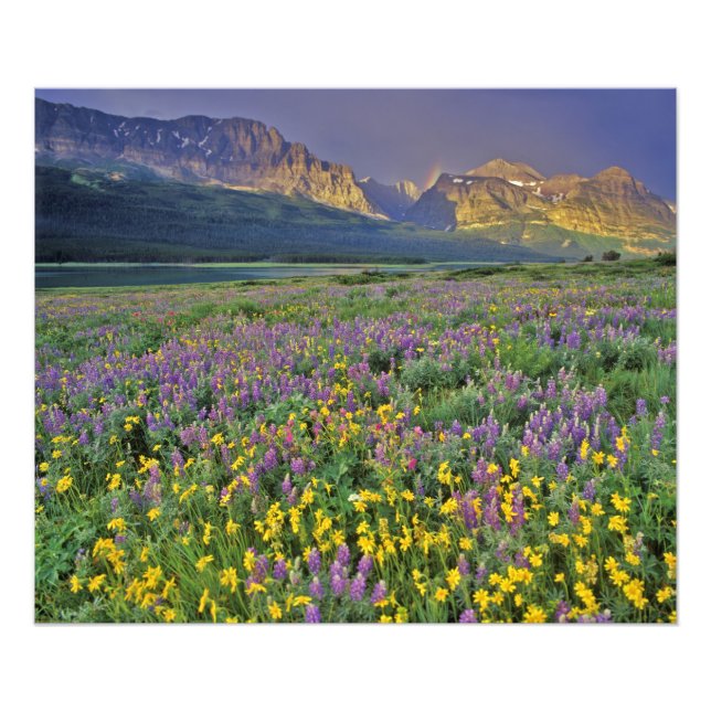 Wildblumen im Gletscher Viele Fotodruck (Vorne)