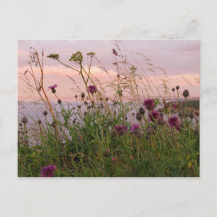 Wildblumen in der Abenddämmerung Postkarte