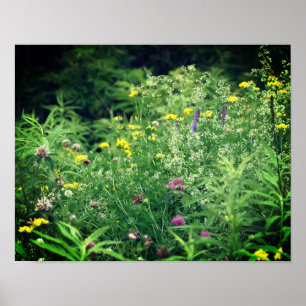 Wildblumen in Feld 2 Blume Poster