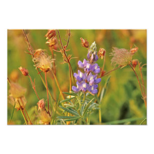 Wildblumen Lupine & Prairie Fotodruck