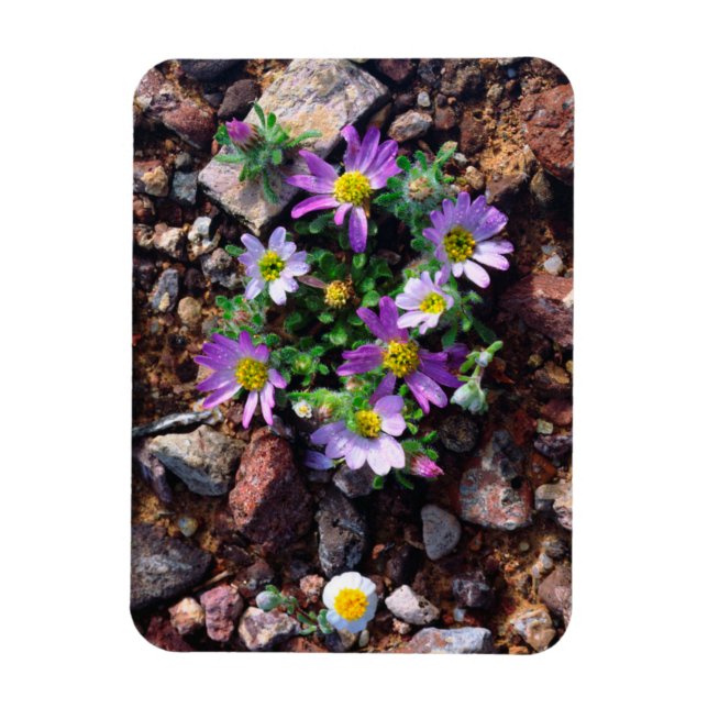 Wildblumen Magnet (Vertikal)
