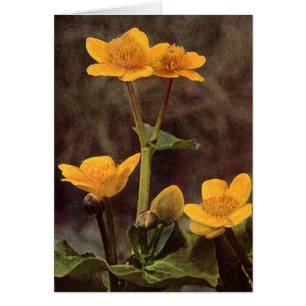 Wildblumen: Marsh Marigold Card