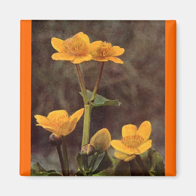 Wildblumen: Marsh Marigold Magnet (Vorne)
