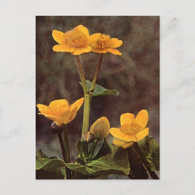 Wildblumen: Marsh Marigold Postkarte (Vorderseite)