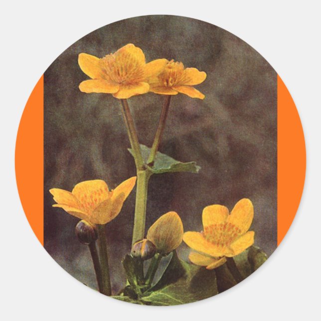 Wildblumen: Marsh Marigold Runder Aufkleber (Vorderseite)