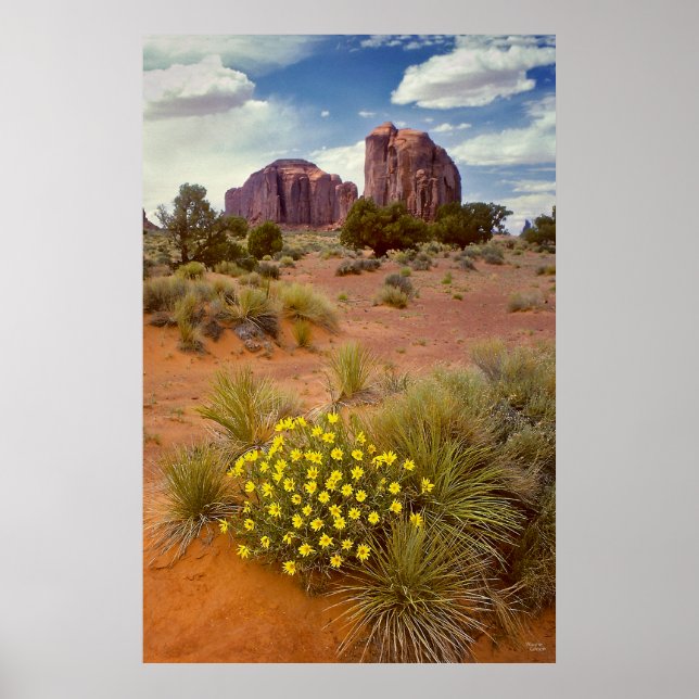 Wildblumen - Monument Valley - Arizona Poster (Vorne)