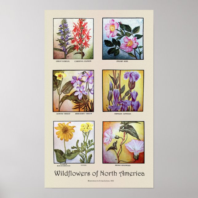 Wildblumen Nordamerikas [A] Poster (Vorne)
