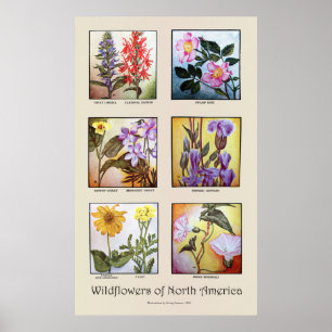 Wildblumen Nordamerikas [A] Poster